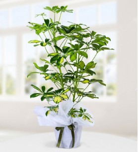 Schefflera İkili Şeflera Çiçeği